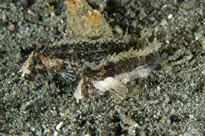 Wainilu: Pair of Dwarf Velvetfish on black sand Torpedo Alley