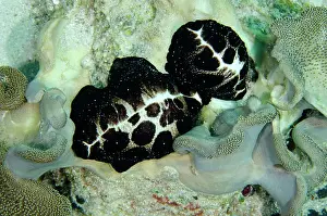 Cowrie: Pair of Egg Cowries on coral - Batu Gosoh dive