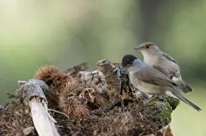 Blackcap: A pair of Eurasian blackcap (Sylvia atricapilla)