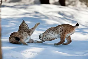 Wald: Pair of Eurasian Lynx (Lynx lynx), subspecies