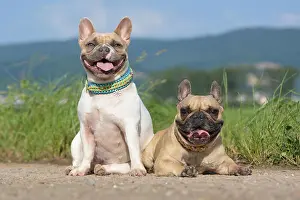 Pied: Pair of fawn and red pied French Bulldog dogs we