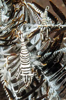 Prawn: Pair of feather star (Crinoidea) shrimp (Periclimenes