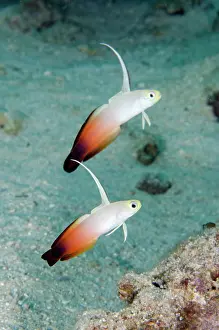 Fins: Pair of Fire Dartfish with erect fins - Post 2 dive site, Me