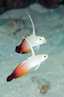 Fins: Pair of Fire Dartfish with erect fins - and one yawning - Po