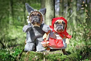Riding: Pair of French Bulldog dogs dressed up as fairyt