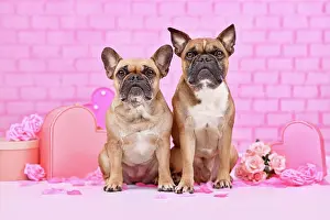 Romantic: Pair of French Bulldog dogs srrounded by pink Valentine's