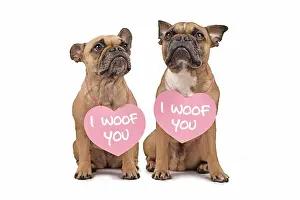 Neck: Pair of French Bulldog dogs with Valentines Day