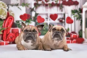 Romantic: Pair of French Bulldog dogs with Valentines day