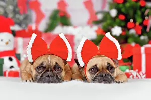 Dressed: Pair of French Bulldog dogs wearing Christmas ribbon