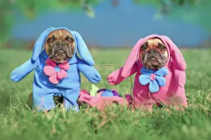 Easter: Pair of French Bulldog dogs wearing funny Easter