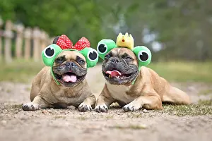 Pair of French Bulldog dogs wearing funny matching