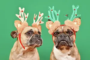Reindeer: Pair of French Bulldog dogs wearing matching Christmas