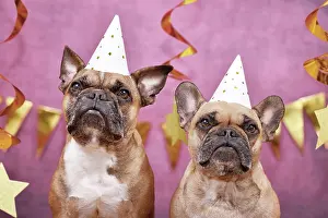 Festival: Pair of French Bulldog dogs wearing New Year's Eve