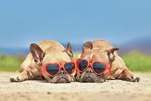 Cool: Pair of French Bulldog dogs wearing red heart shaped