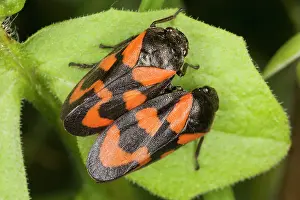 Froghoppers: A pair of Froghoppers - on leaf. Common in UK