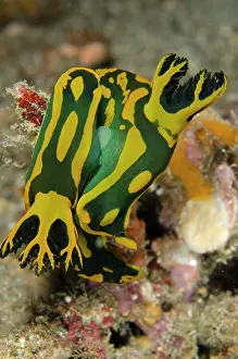 Tambja: Pair of Gabriela's Tambja Nudibranch mating Bianca