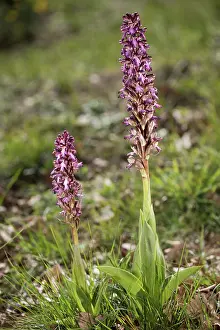 Wildorchid: A pair of giant orchids (Himantoglossum robertianum) in back