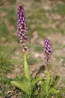 Wildorchid: A pair of giant orchids (Himantoglossum robertianum) growing