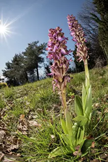 Wildorchid: A pair of giant orchids (Himantoglossum robertianum) growing
