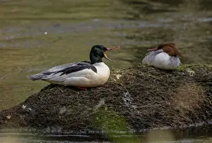 Paired: Pair of Goosander, Mergus merganser, on their br
