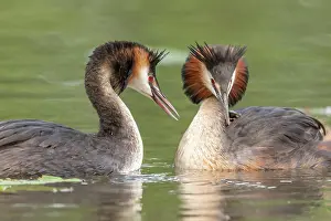 Grand: Pair of Great Crested Grebe (Podiceps cristatus)