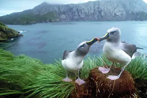 Chrysostoma: Pair of grey-headed albatross