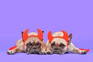 Devil: Pair of Halloween French Bulldog dogs wearing re