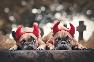 Scary: Pair of Halloween French Bulldog dogs wearing re