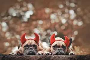 Devil: Pair of Halloween French Bulldog dogs wearing red