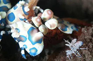 Laevigata: Pair of Harlequin Shrimp