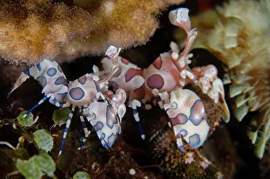 Echinodermata: Pair of Harlequin Shrimps