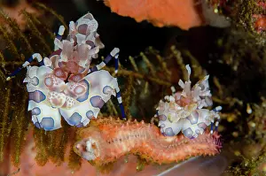 Echinodermata: Pair of Harlequin Shrimps