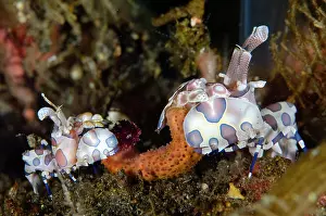 Echinodermata: Pair of Harlequin Shrimps