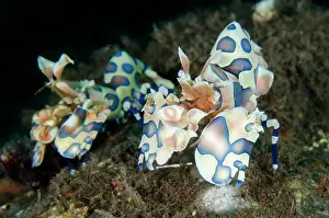 Shrimps: Pair of Harlequin Shrimps