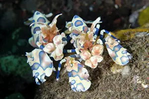 Shrimps: Pair of Harlequin Shrimps