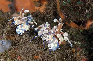 030822: Pair of Harlequin Shrimps - Kubu, Tulamben, Karangasem Regen
