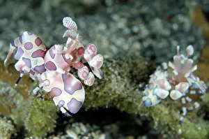 Besar: Pair of Harlequin Shrimps Serena Besar dive site