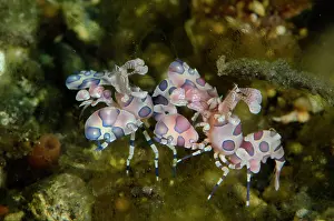 Shrimps: Pair of Harlequin Shrimps - Sidem dive site, Seraya