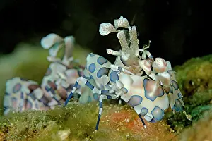 Wainilu: Pair of Harlequin Shrimps Wainilu dive site, Rinca