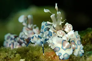 Wainilu: Pair of Harlequin Shrimps Wainilu dive site, Rinca