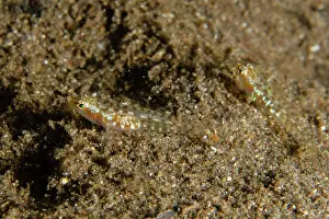 Two Animals: Pair of Hookcheek Dwarfgobies - recently described (2011) -