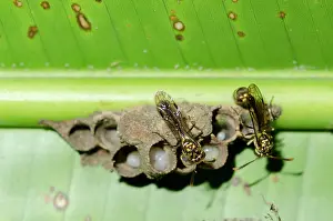 Larvae: Pair of Hover Wasps - building mud nest with larvae