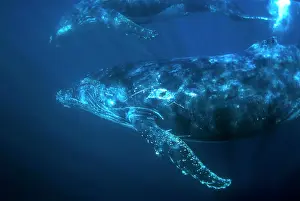 Port: Pair of Humpback Whales