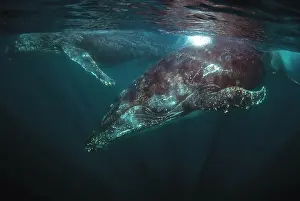 Port: Pair of Humpback Whales