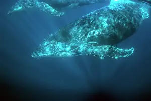 Port: Pair of Humpback Whales