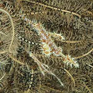 Syngnathiformes: Pair of jewelled ghost pipefish, ornate ghost pipefish