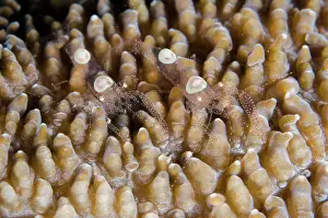 Shell: Pair of juvenile Egg Shell Shrimps