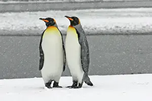 Blizzards: Pair of King Penguins