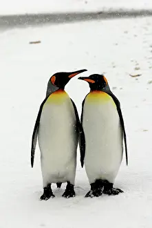 Blizzards: Pair of King Penguins