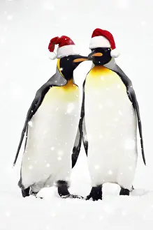 101019: Pair of King Penguins, wearing Christmas hats
